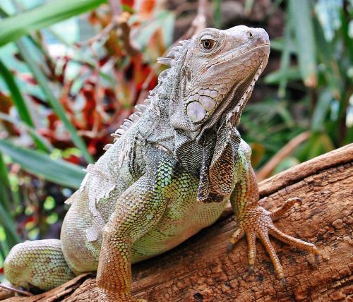 iguana reptile zoo