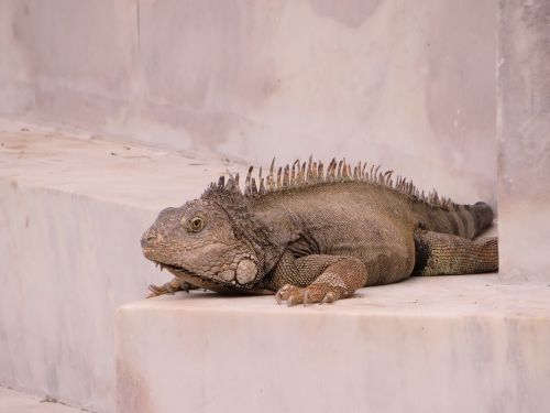 iguana nature stone