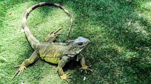 iguana lizard reptile