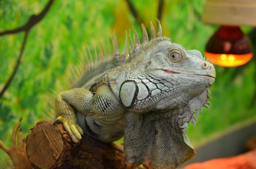 iguana green lizard