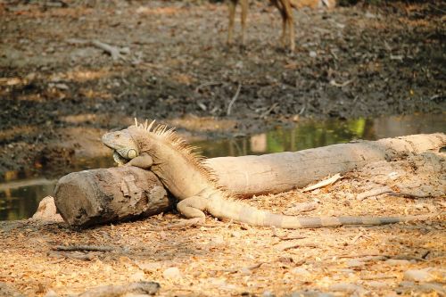 iguana reptile animal