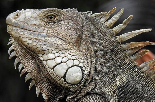 iguana portrait profile