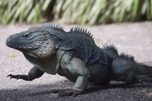 iguana reptile walking