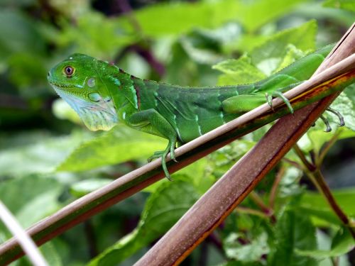 iguana young green