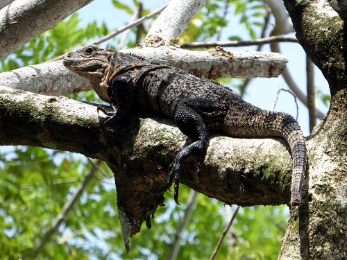 iguana reptile yellow