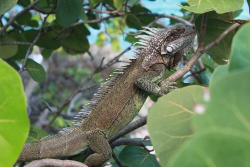 iguana caribbean nature