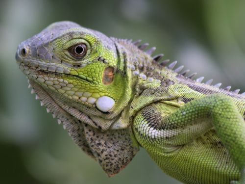 iguana reptile bonaire