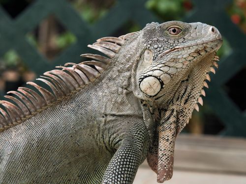 iguana reptile bonaire