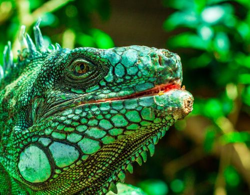 iguana eyes nature