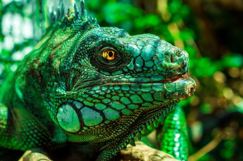 iguana eyes nature