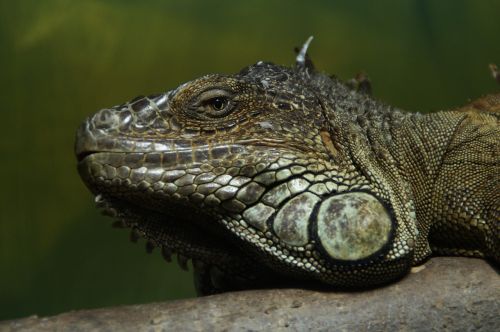 iguana dragon reptile
