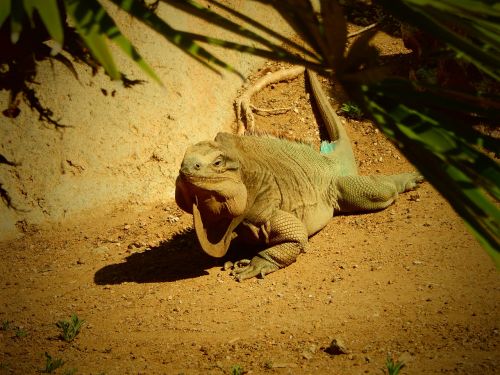 iguana zoo san diego