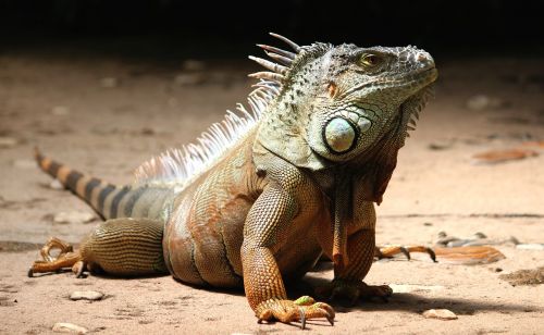 iguana watch lizard