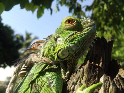 iguana green animal