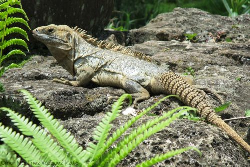 iguana reptile animal