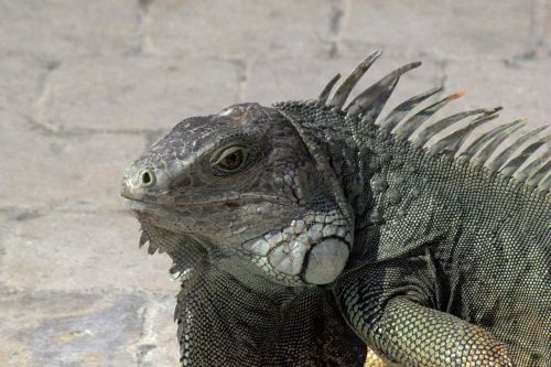 iguana nature animal