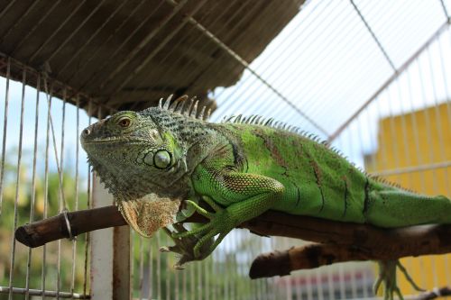 iguana animal reptiles