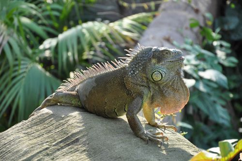 iguana animal scaly