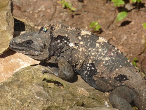 iguana roatan lizard