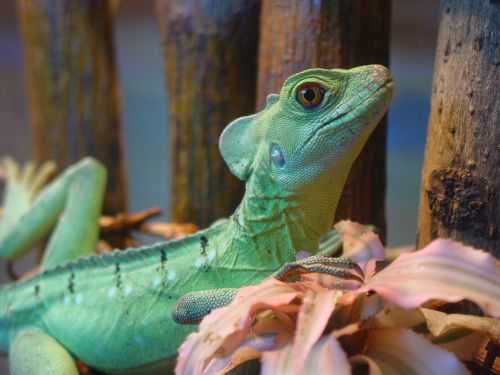 iguana lizard animals