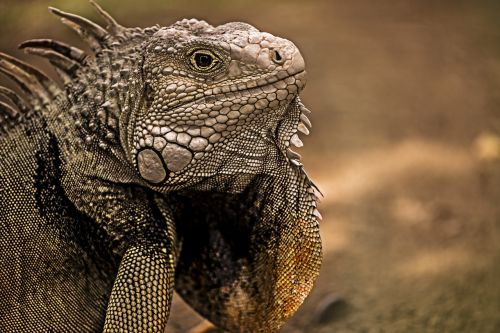 iguana reptile lizard