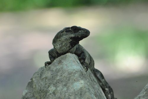 iguana wild lizard