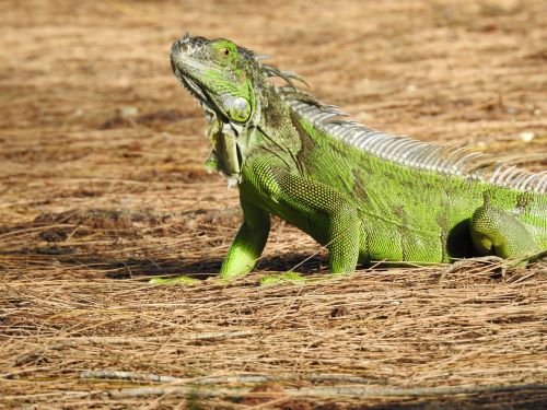 iguana animal tr