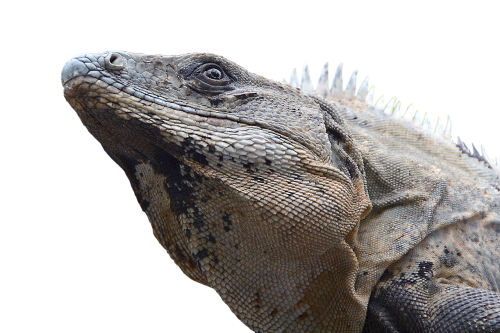 iguana reptile lizard