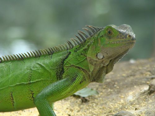 iguana nature reptile