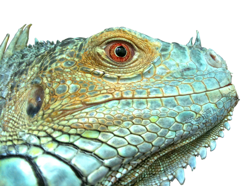 iguana reptile lizard