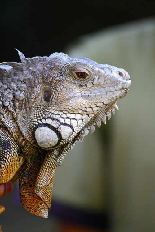 iguana animal lizard