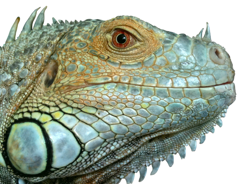 iguana reptile lizard