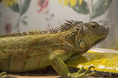 iguana reptile terrarium