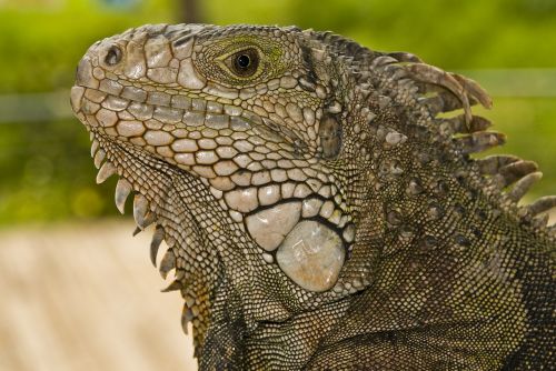 iguana animal nature