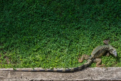 iguana reptile wildlife