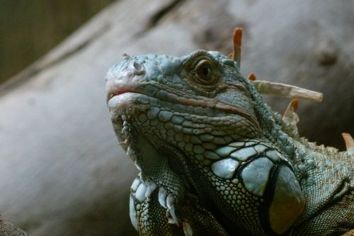 iguana lizard close