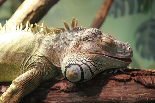 iguana lizard animals