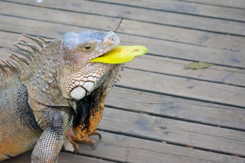 iguana nature colombia