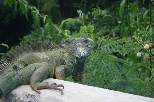 iguana lizard vieques