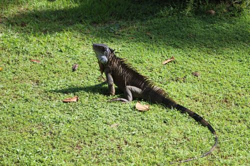 iguana costa rica reptile