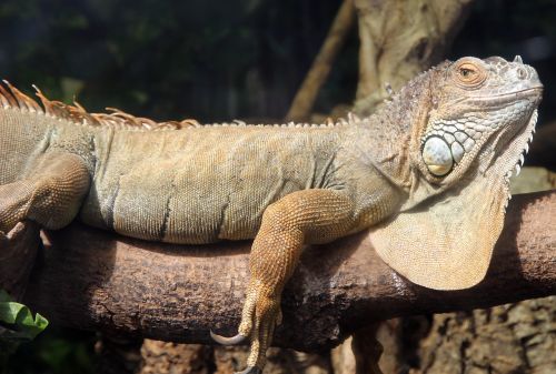 iguana animals lizard