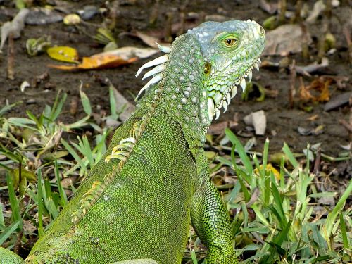 iguana usa florida