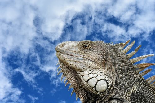 iguana portrait profile