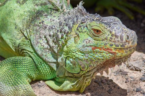 iguana green lizard