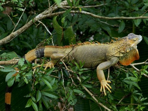 iguana claw dragon