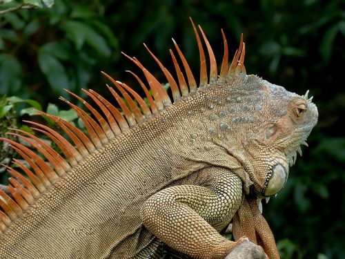 iguana claw dragon