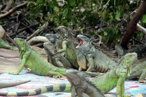 iguana lizard green