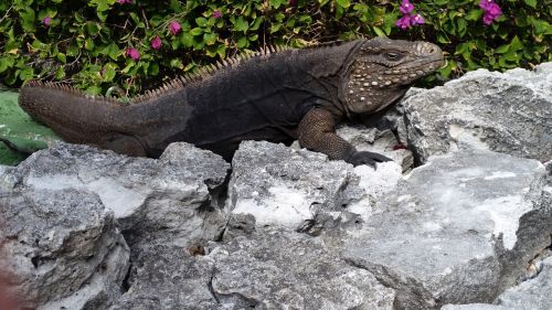 iguana reptile cuba