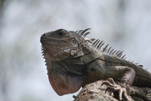 iguana nature animal