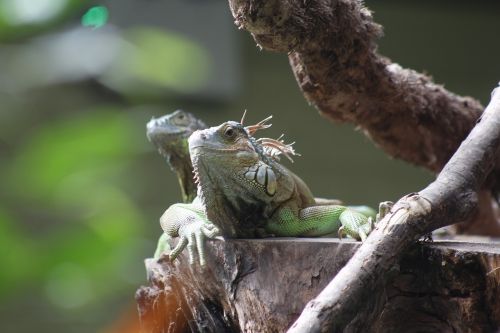 iguana lizard zoo